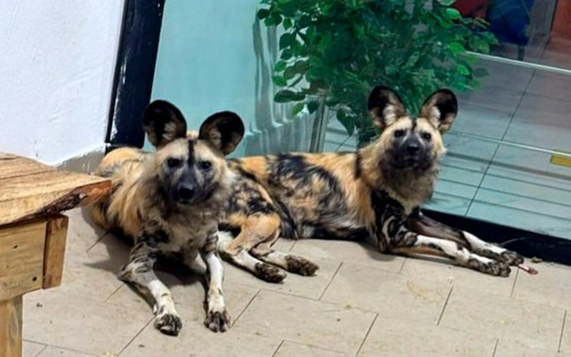 From Yerevan to Karaganda: Rare red-listed predators find new home