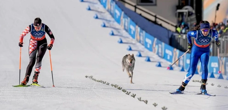 Olımpıada-2026: márege sportshylarmen birge júgirip jetken ıt kórermenderdi tánti etti 