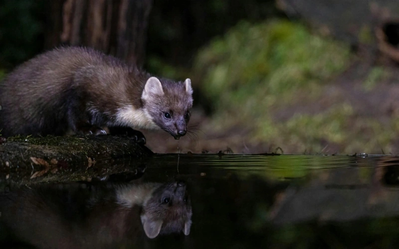 Stone marten captured on trap camera in Altyn-Emel National Park