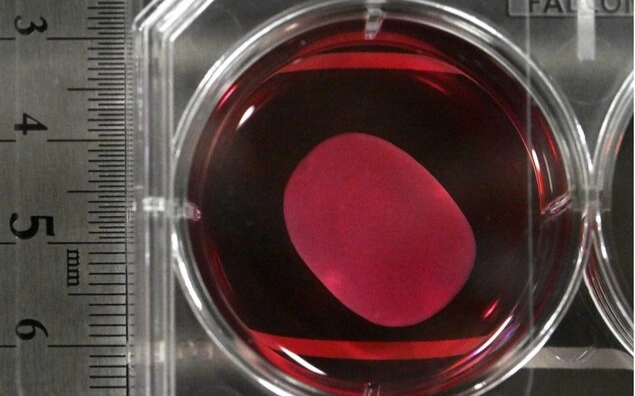 Japan becomes first to authorize 2 drugs developed from iPS cells