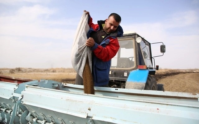 Посевные площади риса сократятся почти на 11 тысяч гектаров в Кызылординской области