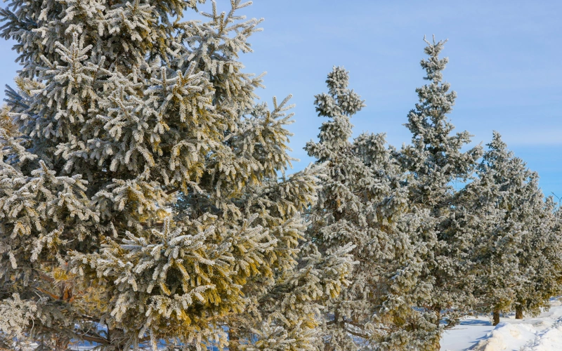Temperatures to drop to -17°C in southern Kazakhstan in nearest days