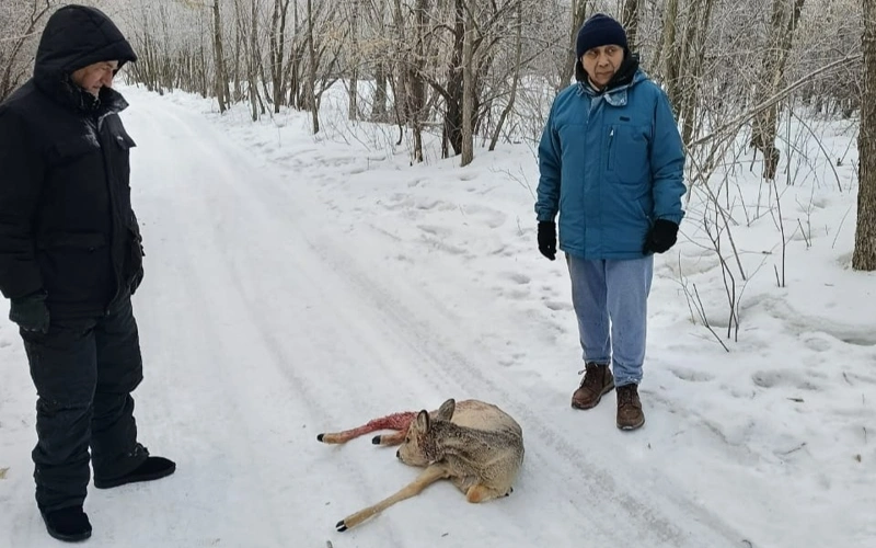 В Павлодаре спасли раненную косулю