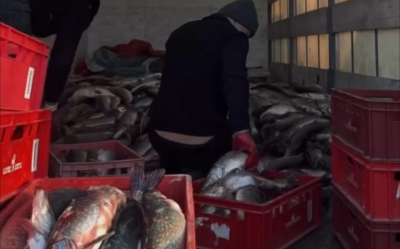 Almatyda zańsyz aýlanǵan 700 keli balyq anyqtaldy