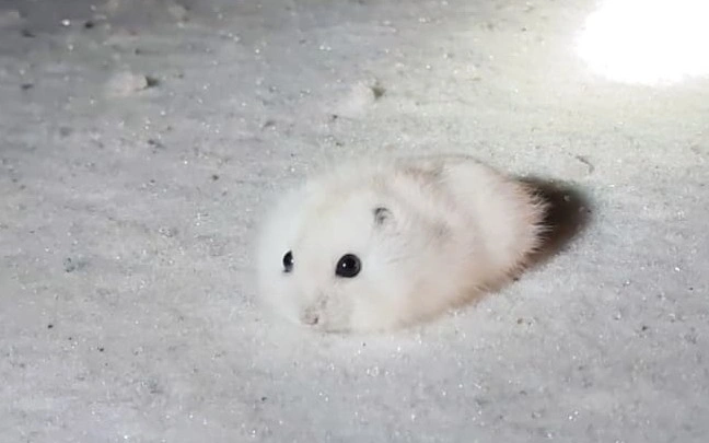 джунгарский хомяк