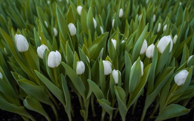 Túrkistandaǵy botanıkalyq baǵynda qyzǵaldaqtar búr jardy Túrkistandaǵy botanıkalyq baǵynda qyzǵaldaqtar búr jardy