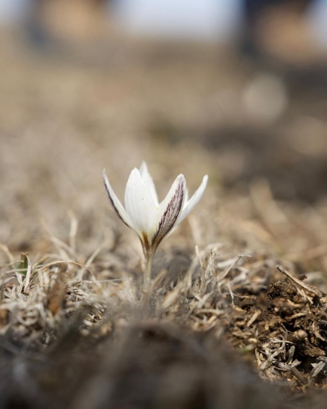 В&nbsp;горах Жетысу зацвели первые подснежники
