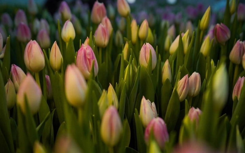 7,000 tulips blossom at Turkistan botanical garden