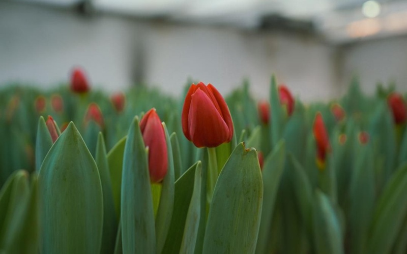 Семь тысяч тюльпанов расцвели в&nbsp;ботаническом саду Туркестана