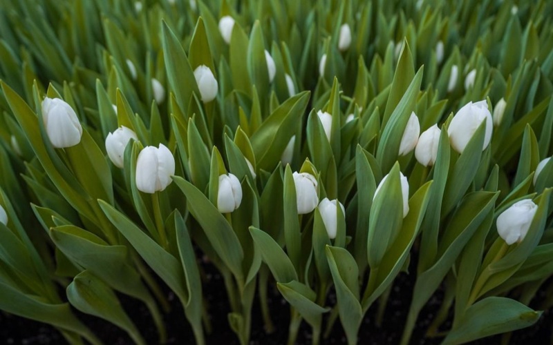 Семь тысяч тюльпанов расцвели в&nbsp;ботаническом саду Туркестана