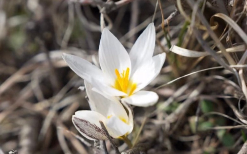 В&nbsp;горах Жетысу зацвели первые подснежники