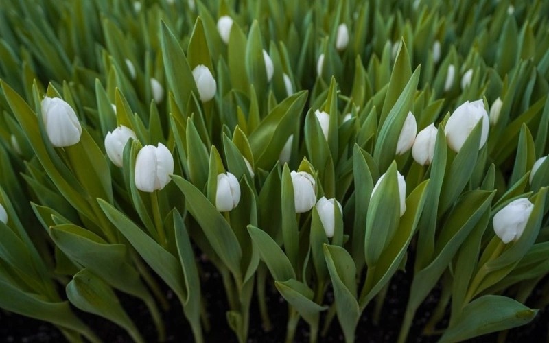 гуллар гуллар