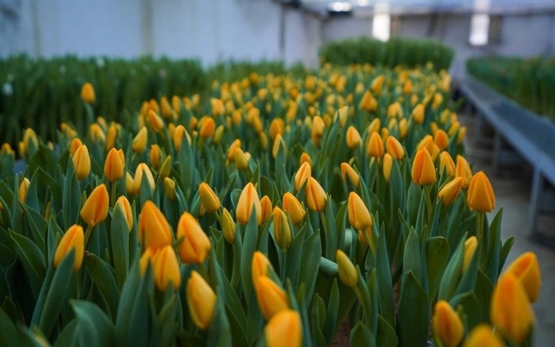 гуллар гуллар