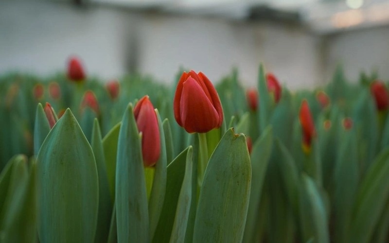 гуллар гуллар