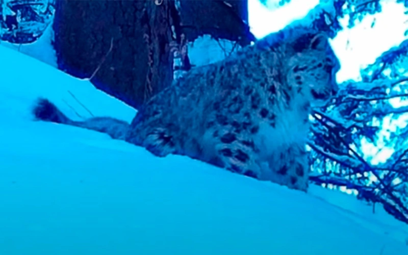 Snow leopard cubs spotted in Almaty wildlife sanctuary