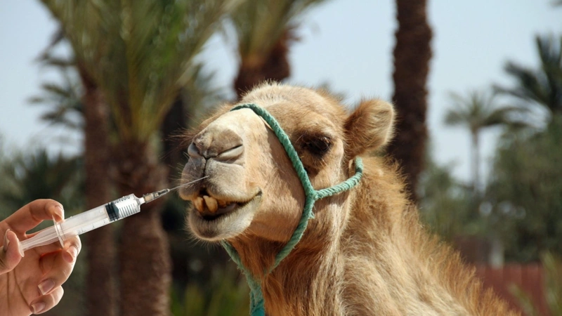 20 camels disqualified from beauty contest over Botox
