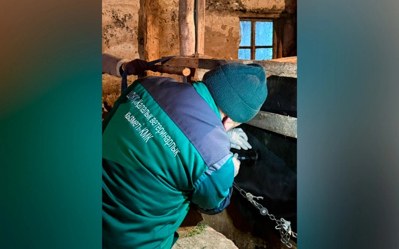 вакцинация животных, ветеринар
