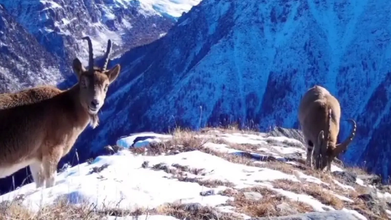 Rare animal populations increase in Zhambyl region