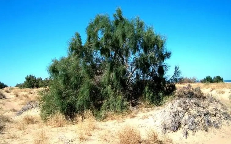 Kazakhstan's Zhambyl region to plant millions of saxaul seedlings to combat desertification 