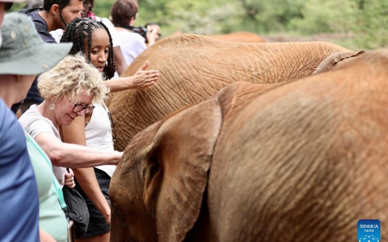 В приюте для слонов в Кении осиротевших животных готовят к жизни на воле