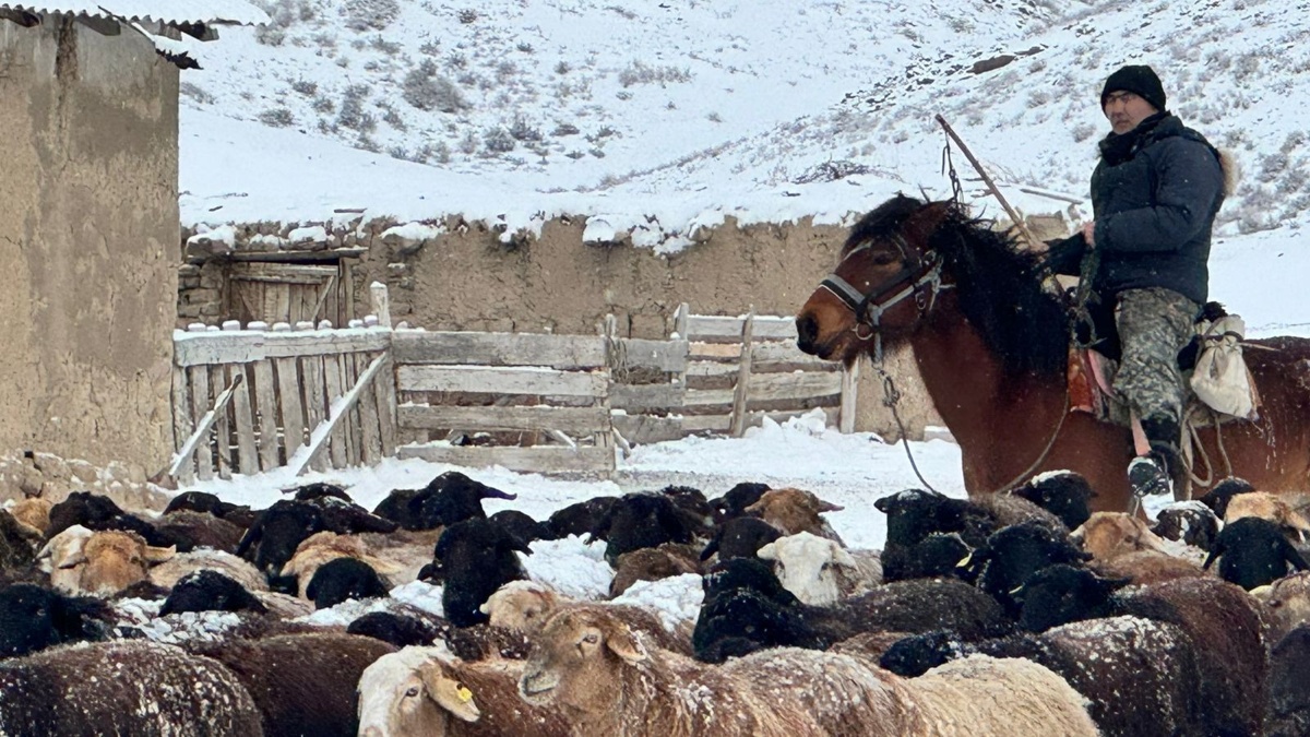 Шопандар зиянды еңбек жағдайында қызметін жүзеге асыратын тұлғалар тізбесіне енгізілмек