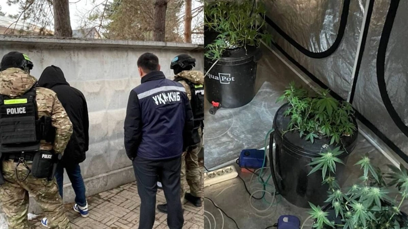 Наркоплантацию в арендованном доме выявили в Алматы