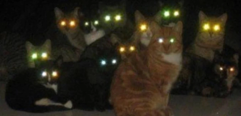 мысық