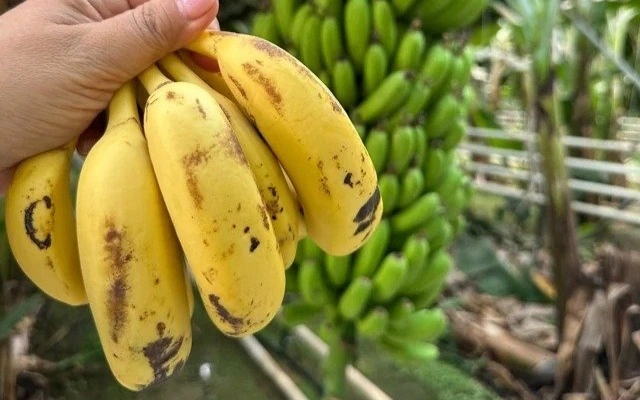 banany v teplıtsah