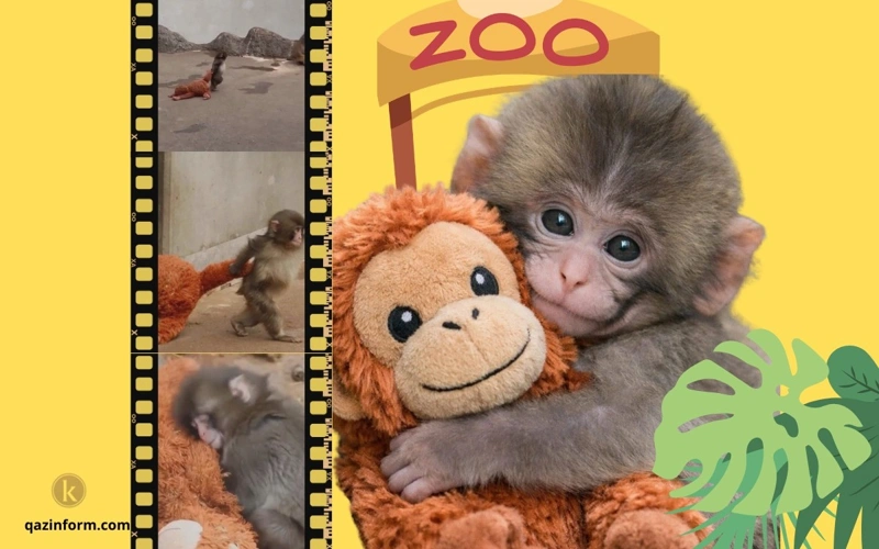 Baby monkey Punch revives debate over famous experiment