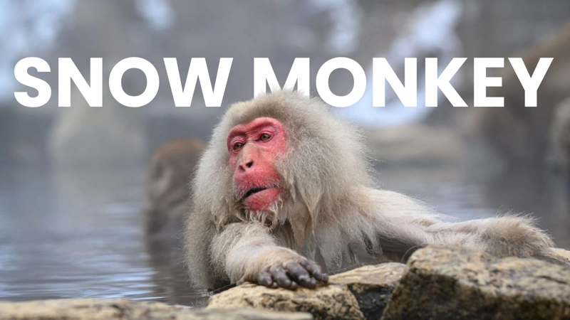 What do hot springs do to snow monkeys?
