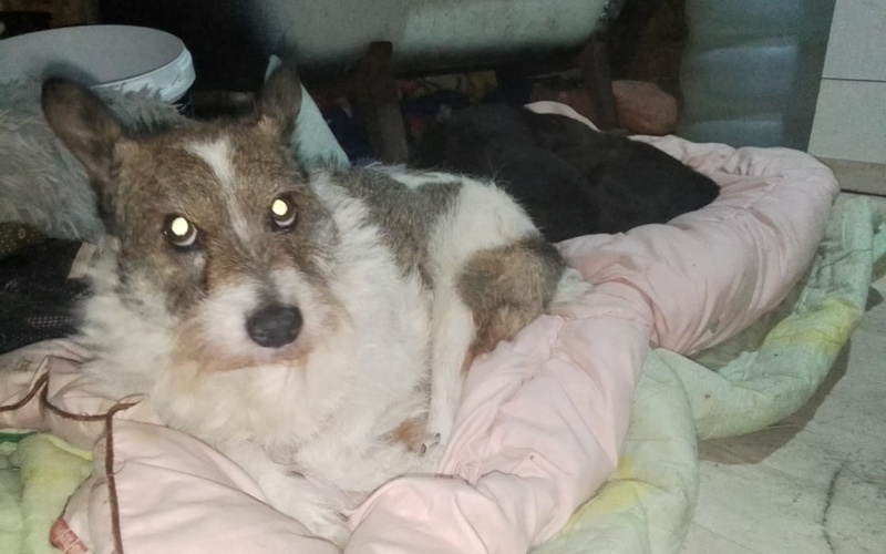 собаки стерилизация