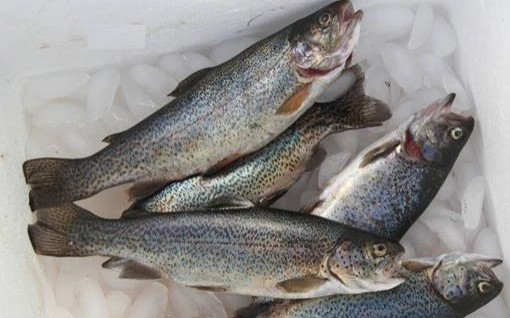 Fish production declines in Tajikistan
