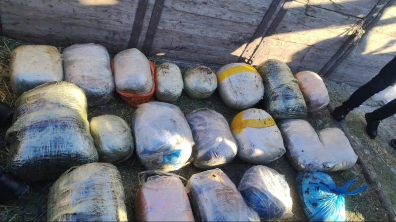 Sońǵy bes jylda Qazaqstanda 400-den astam esirtki zerthanasy joıyldy