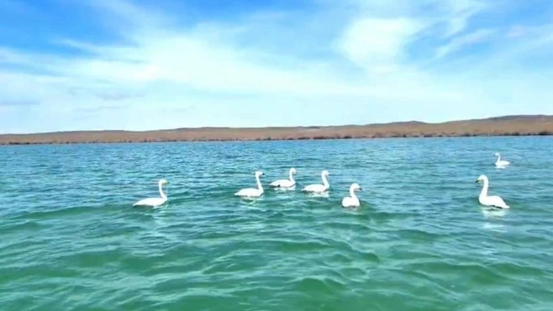 Лебеди вернулись в водоемы Кызылординской области