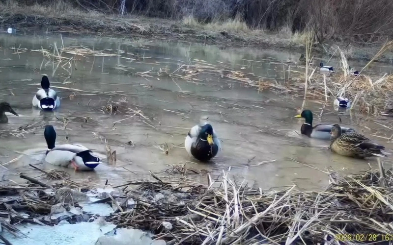 Four rare birds spotted in Charyn National Park