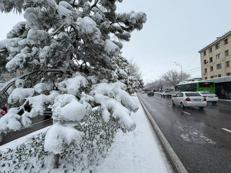 После дождя и снегопада Шымкент накроют морозы После дождя и снегопада Шымкент накроют морозы
