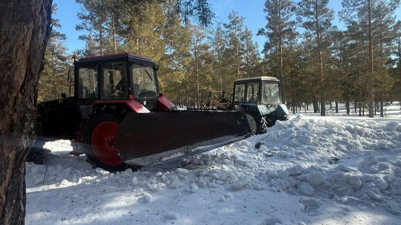 14,5 млн саженцев сосны планируют высадить в «Ертіс орманы»