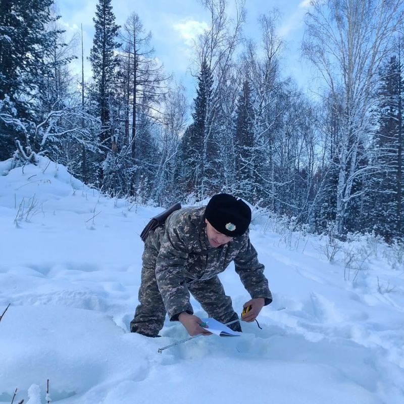 Лесники подкармливают диких животных