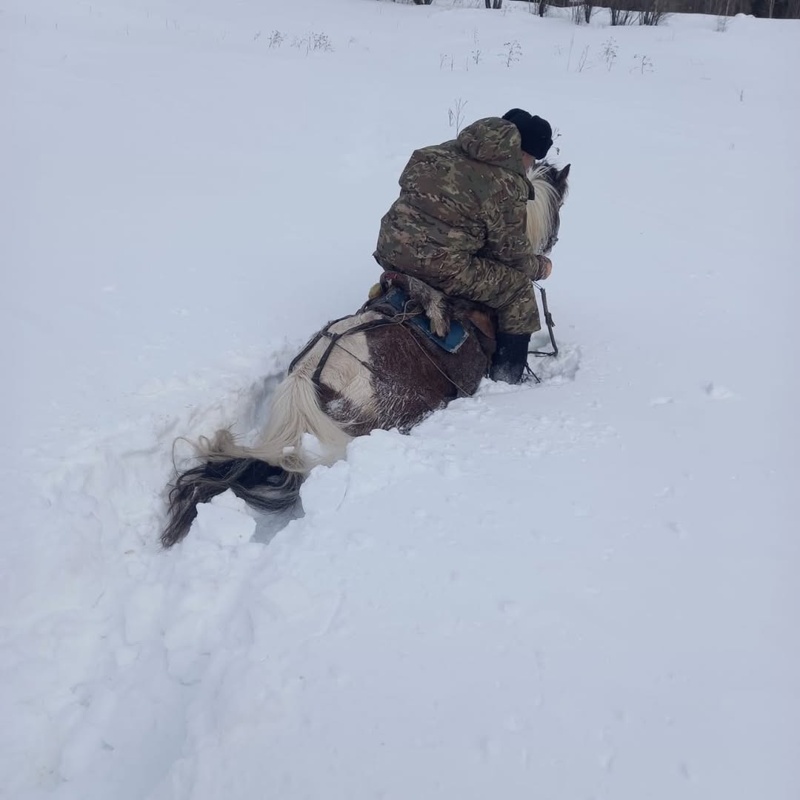 Лесники подкармливают диких животных