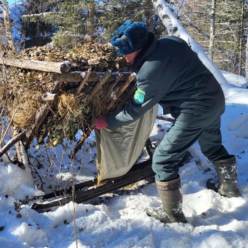 Лесники подкармливают диких животных