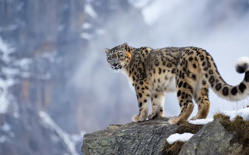 Saving the Ghost of the Mountains: Kyrgyzstan to host Snow Leopard EcoFest