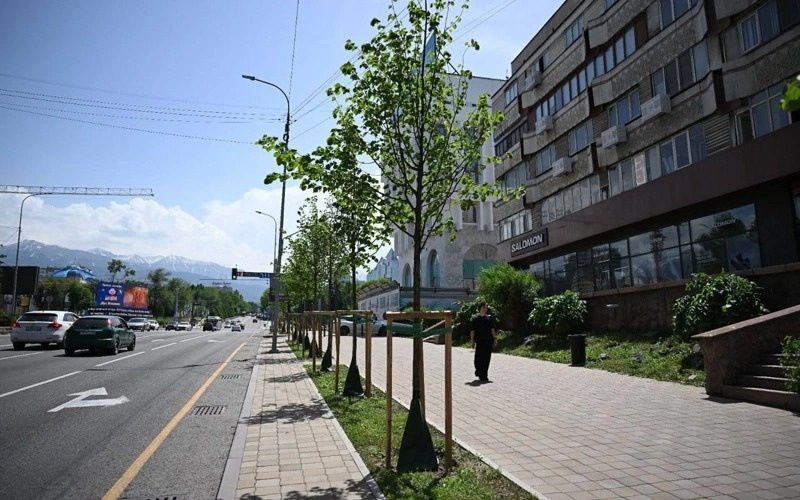 дарахтлар