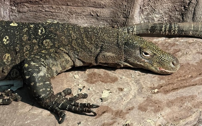 Almaty zoobaǵyna Jańa Gvıneıanyń alyp kesirtkeleri ákelindi