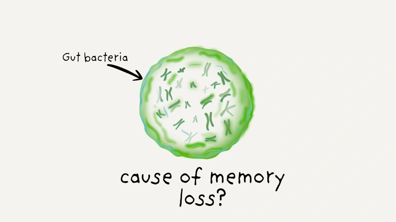 Gut bacteria linked to memory loss with age, new study