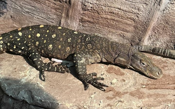 Almaty zoobaǵyna Jańa Gvıneıanyń alyp kesirtkeleri ákelindi