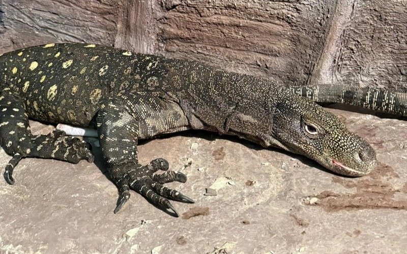 Almaty zoo welcomes rare monitor lizards from New Guinea