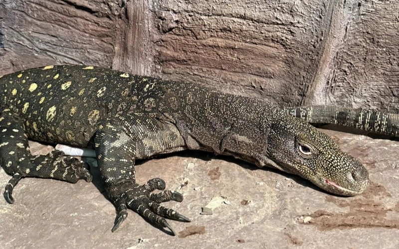 Almaty zoobaǵyna Jańa Gvıneıanyń alyp kesirtkeleri ákelindi