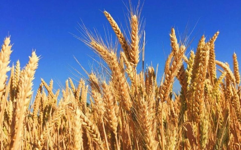 Kazakhstan’s grain and flour exports increase by 60% last year
