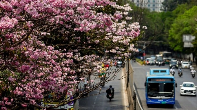 1st cherry blossom of 2026 confirmed in Japan’s Kofu, Gifu, Kochi