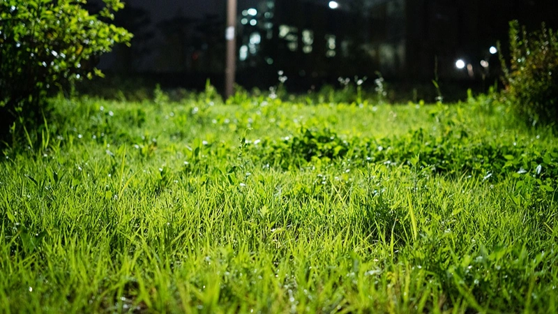 Chinese scientists discover 'zero-pollution' microbial herbicide